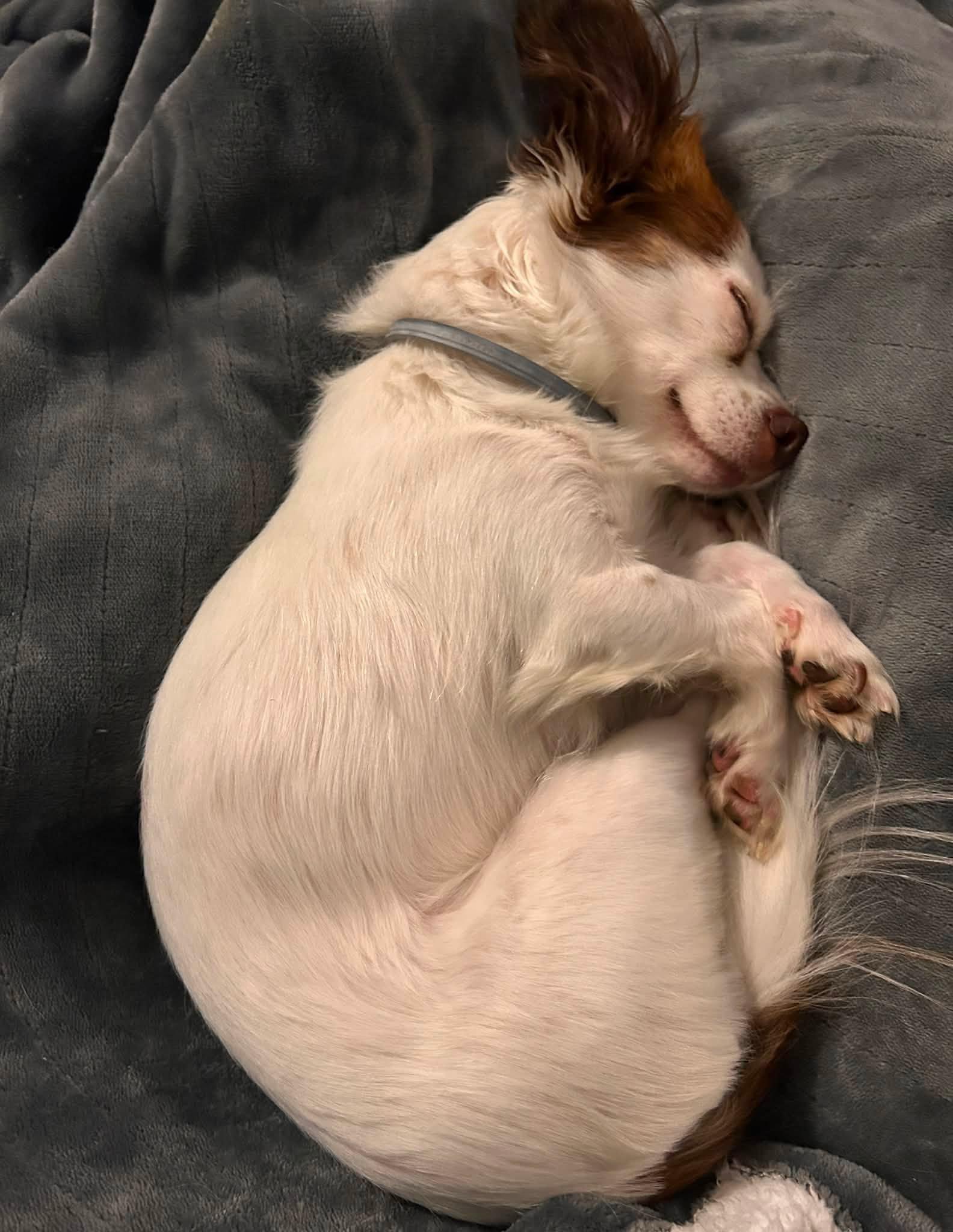 Enlarge Lady, a Adopted mixed breed in Torrington, CT image 3/5