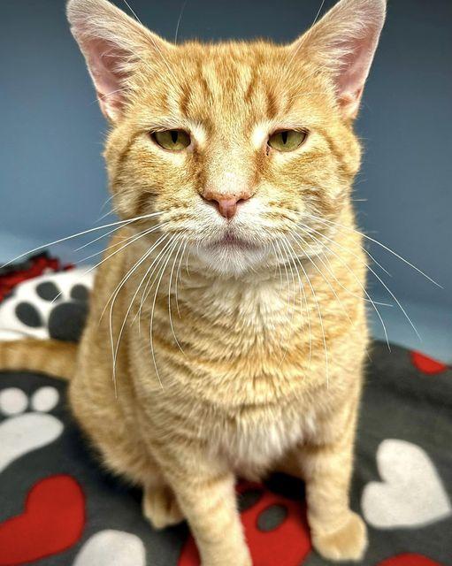 Mitchell, Adoptable, Adult Male Domestic Short Hair.