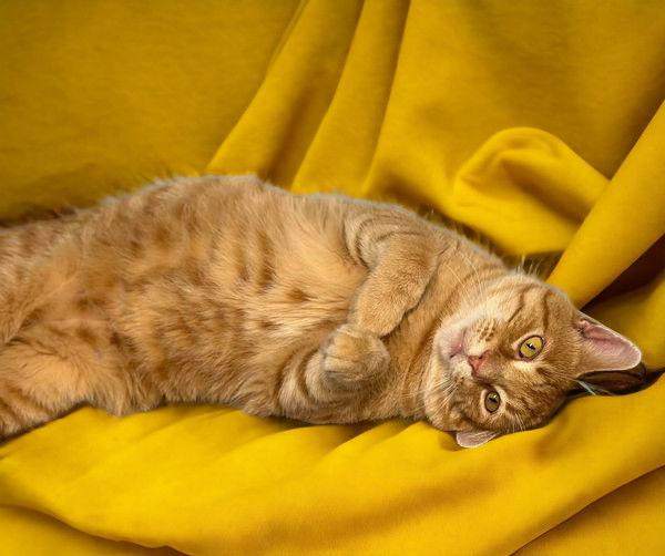 Enlarge Mitchell, a Adoptable Domestic Short Hair in Champaign, IL image 2/3