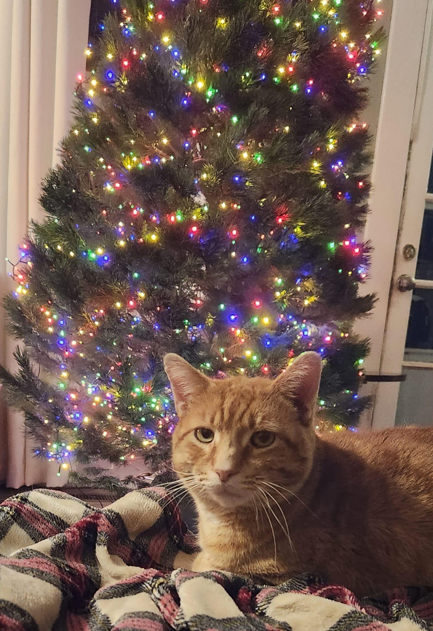 Enlarge Mitchell, a Adoptable Domestic Short Hair in Champaign, IL image 3/3