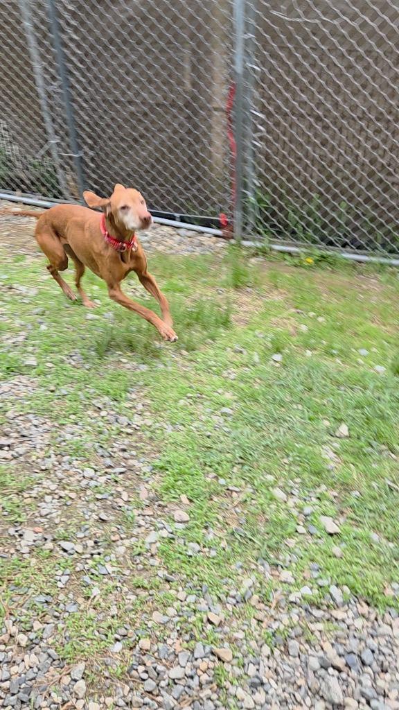 Enlarge Reese, a Adopted Vizsla in Lunenburg, VT image 1/2