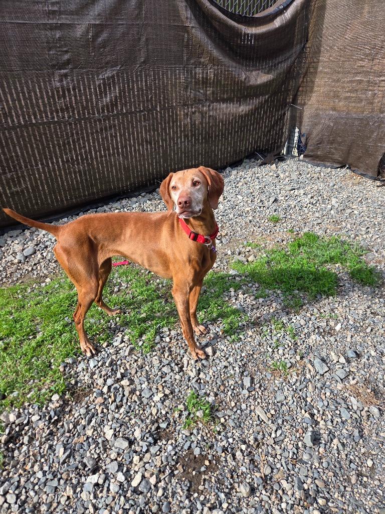 Enlarge Reese, a Adopted Vizsla in Lunenburg, VT image 2/2