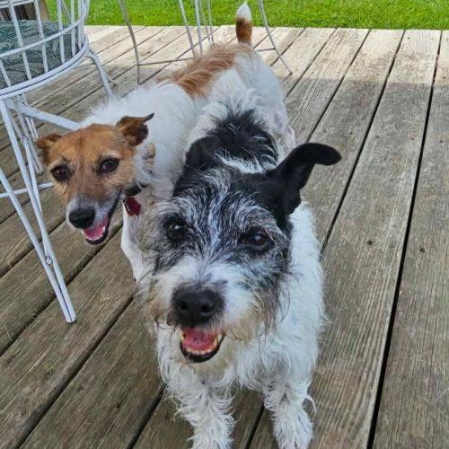 Enlarge Copper (Bonded with Peanut), a Adoptable mixed breed in Elizabeth, IL image 1/5