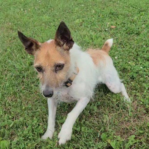 Enlarge Copper (Bonded with Peanut), a Adoptable mixed breed in Elizabeth, IL image 2/5