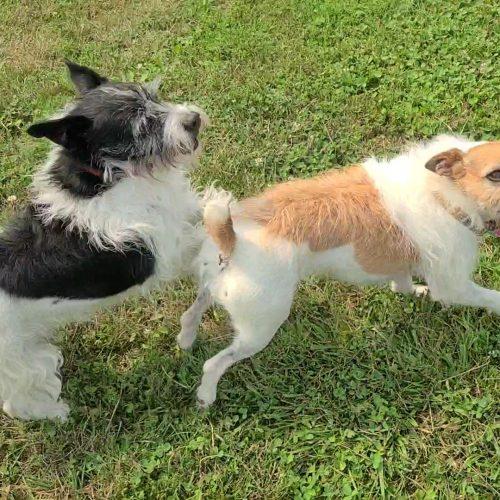 Enlarge Copper (Bonded with Peanut), a Adoptable mixed breed in Elizabeth, IL image 5/5