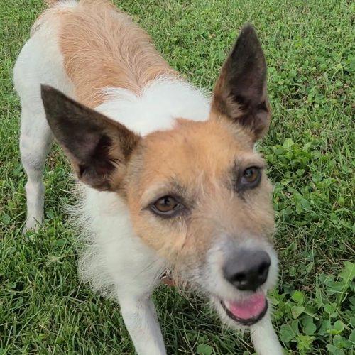 Enlarge Copper (Bonded with Peanut), a Adoptable mixed breed in Elizabeth, IL image 3/5
