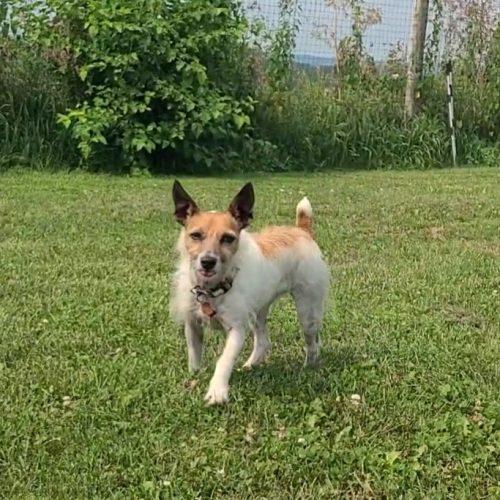 Enlarge Copper (Bonded with Peanut), a Adoptable mixed breed in Elizabeth, IL image 4/5