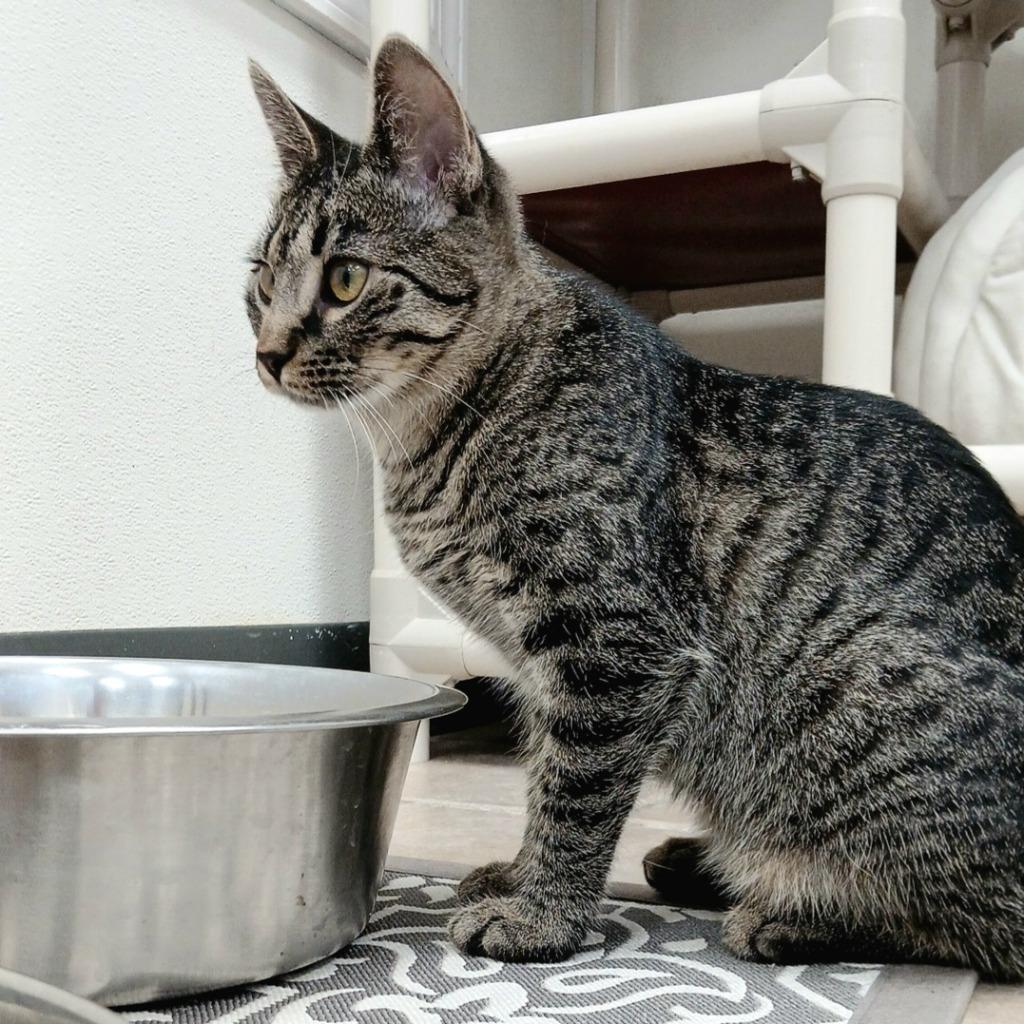 Enlarge Diamond, a Adopted mixed breed in Sunrise Beach, MO image 3/5