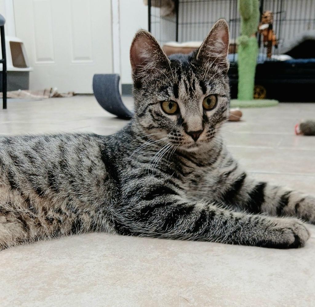 Enlarge Diamond, a Adopted mixed breed in Sunrise Beach, MO image 4/5