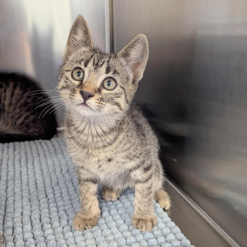 Enlarge Diamond, a Adoptable mixed breed in Sunrise Beach, MO image 2/5