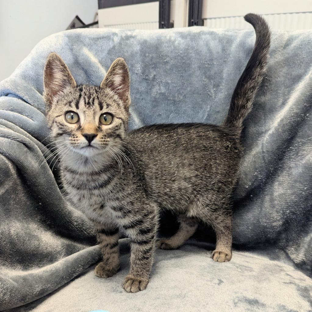 Enlarge Diamond, a Adoptable mixed breed in Sunrise Beach, MO image 3/5