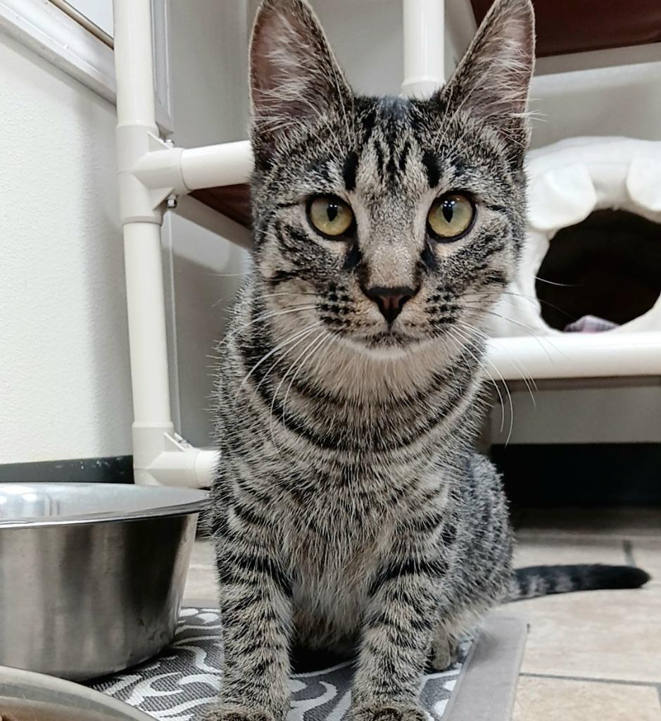 Enlarge Diamond, a Adoptable mixed breed in Sunrise Beach, MO image 4/5