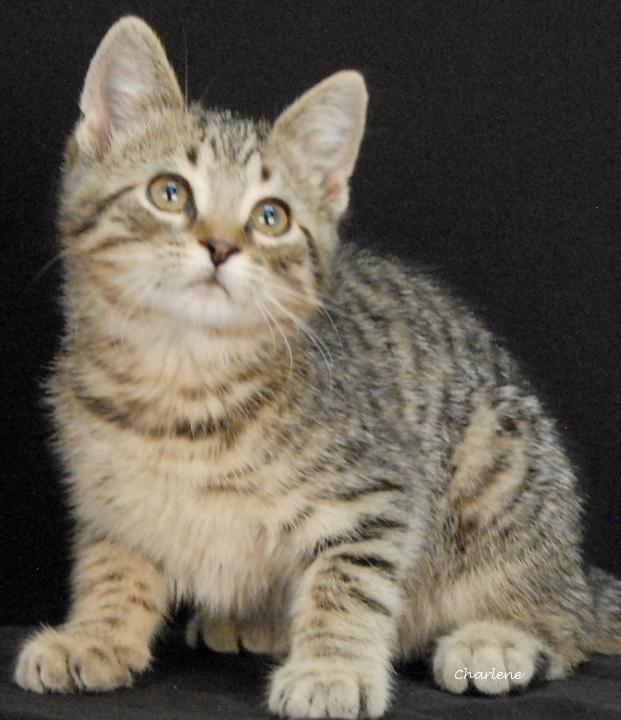 Cry Baby, ADOPTABLE, Kitten Male Domestic Short Hair.