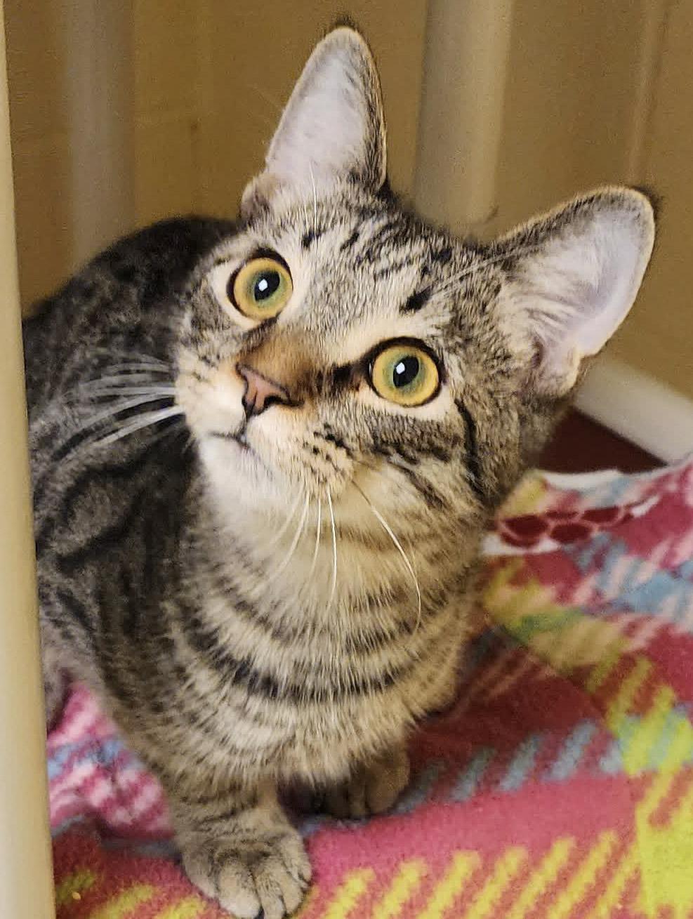 Enlarge Cry Baby, a ADOPTABLE Domestic Short Hair in Newland, NC image 3/5
