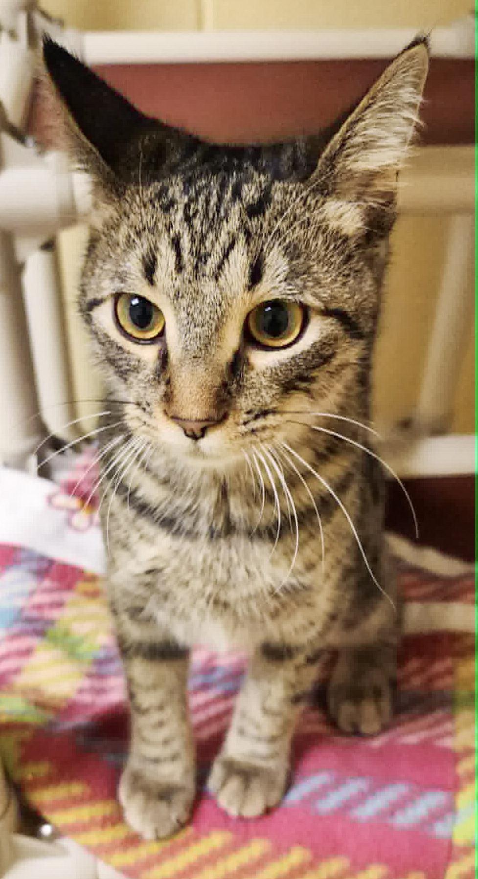 Enlarge Cry Baby, a ADOPTABLE Domestic Short Hair in Newland, NC image 2/5