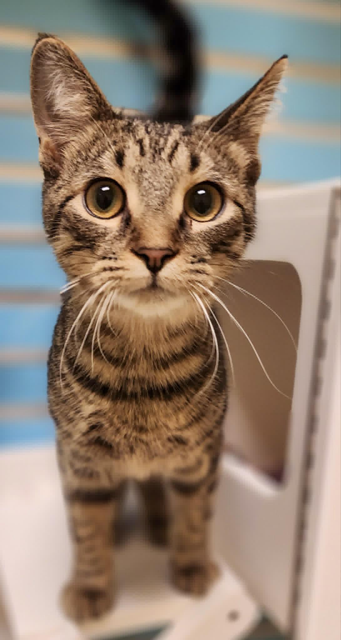 Enlarge Cry Baby, a ADOPTABLE Domestic Short Hair in Newland, NC image 1/5