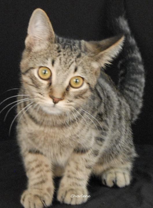 Cry Baby, ADOPTABLE, Young Male Domestic Short Hair.