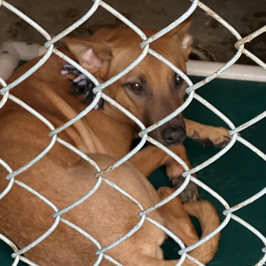Enlarge Rocklynn, a Adoptable Pit Bull Terrier in Coos Bay, OR image 1/1