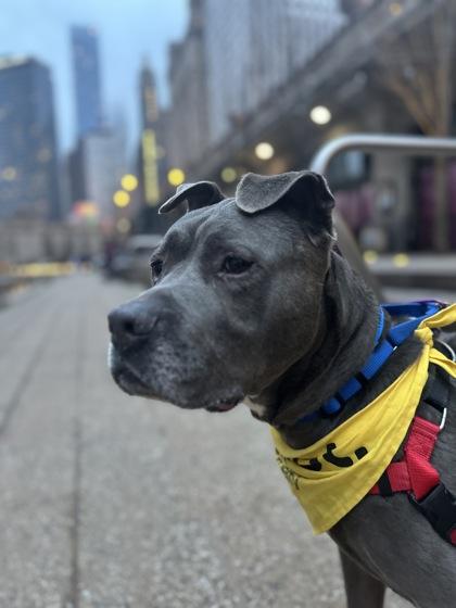 Kobe, Adoptable, Adult Male Pit Bull Terrier & Mixed Breed.