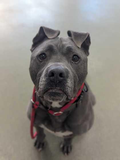 Kobe, Adoptable, Adult Male Pit Bull Terrier & Mixed Breed.