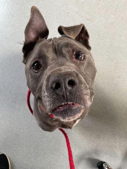 Enlarge Kobe, a Adoptable mixed breed in Chicago, IL image 2/3