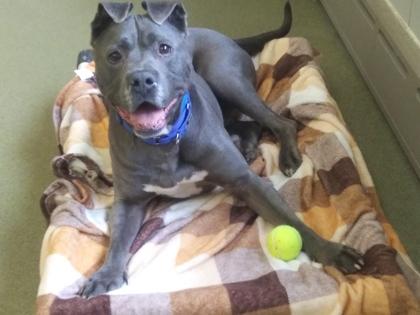 Kobe, Adoptable, Adult Male Pit Bull Terrier & Mixed Breed.