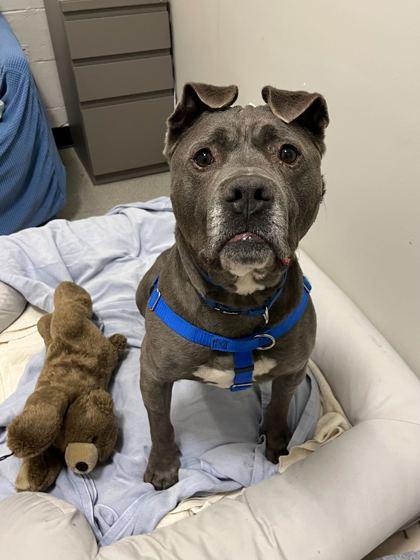 Kobe, Adoptable, Adult Male Pit Bull Terrier & Mixed Breed.