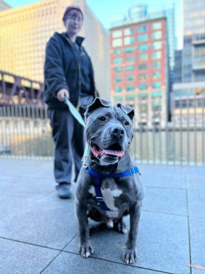 Kobe, a Adoptable mixed breed in Chicago, IL image 2/3