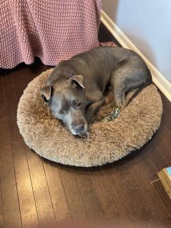 Kobe, Adoptable, Adult Male Pit Bull Terrier & Mixed Breed.