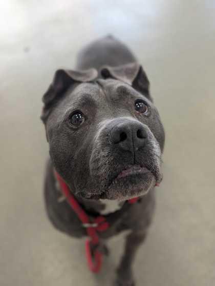 Enlarge Kobe, a Adoptable mixed breed in Chicago, IL image 3/3