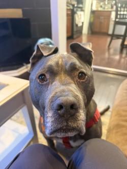 Enlarge Kobe, a Adoptable mixed breed in Chicago, IL image 2/2