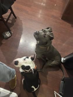 Kobe, a Adoptable mixed breed in Chicago, IL image 3/3