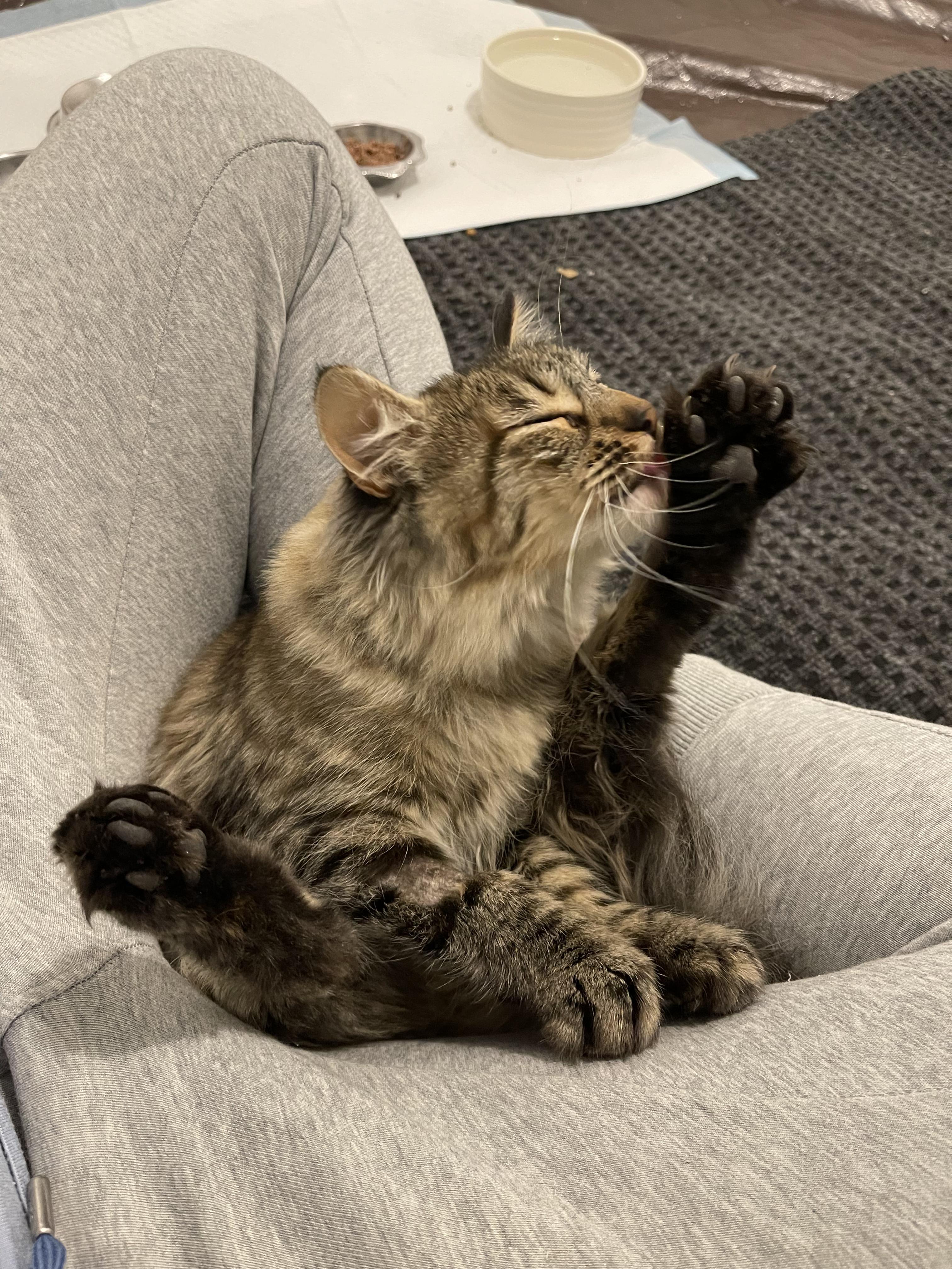 Star, a Adoptable mixed breed in Pocatello, ID image 5/6