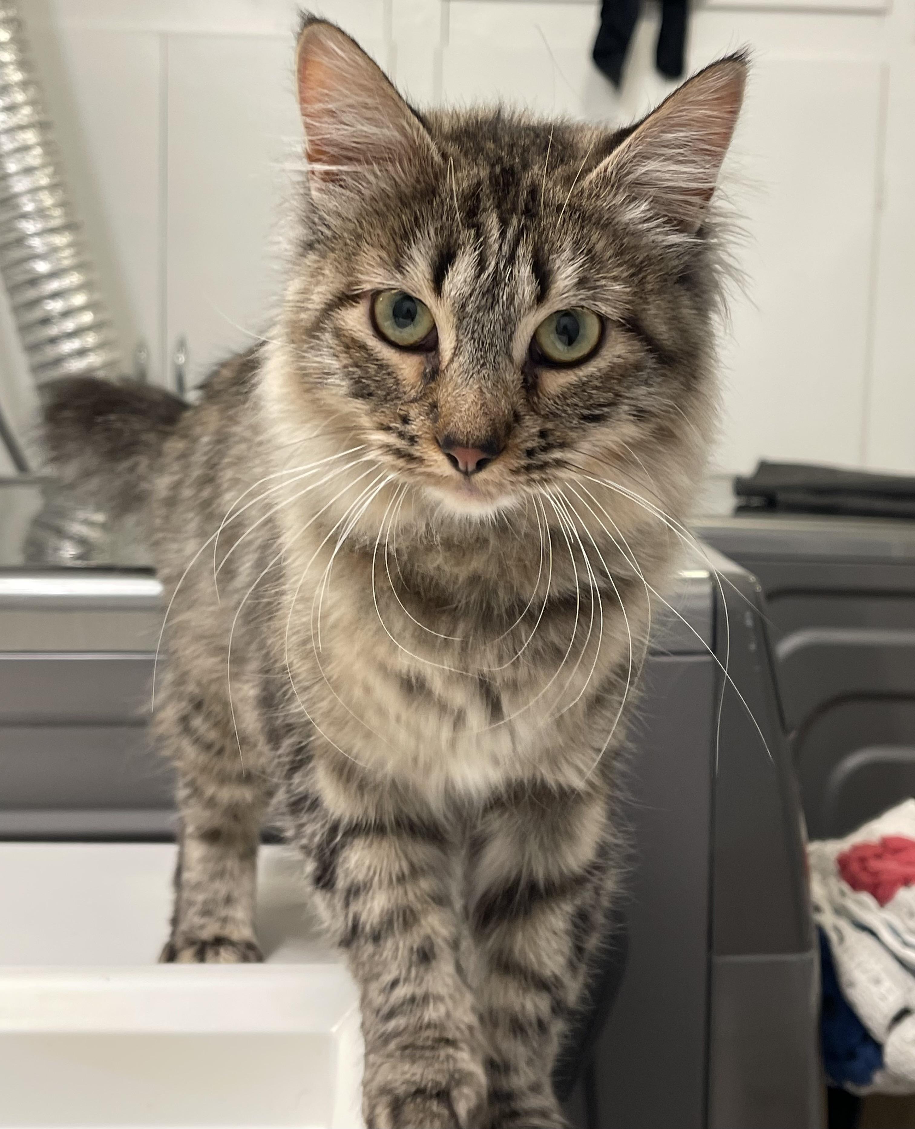 Star, a Adoptable mixed breed in Pocatello, ID image 3/6