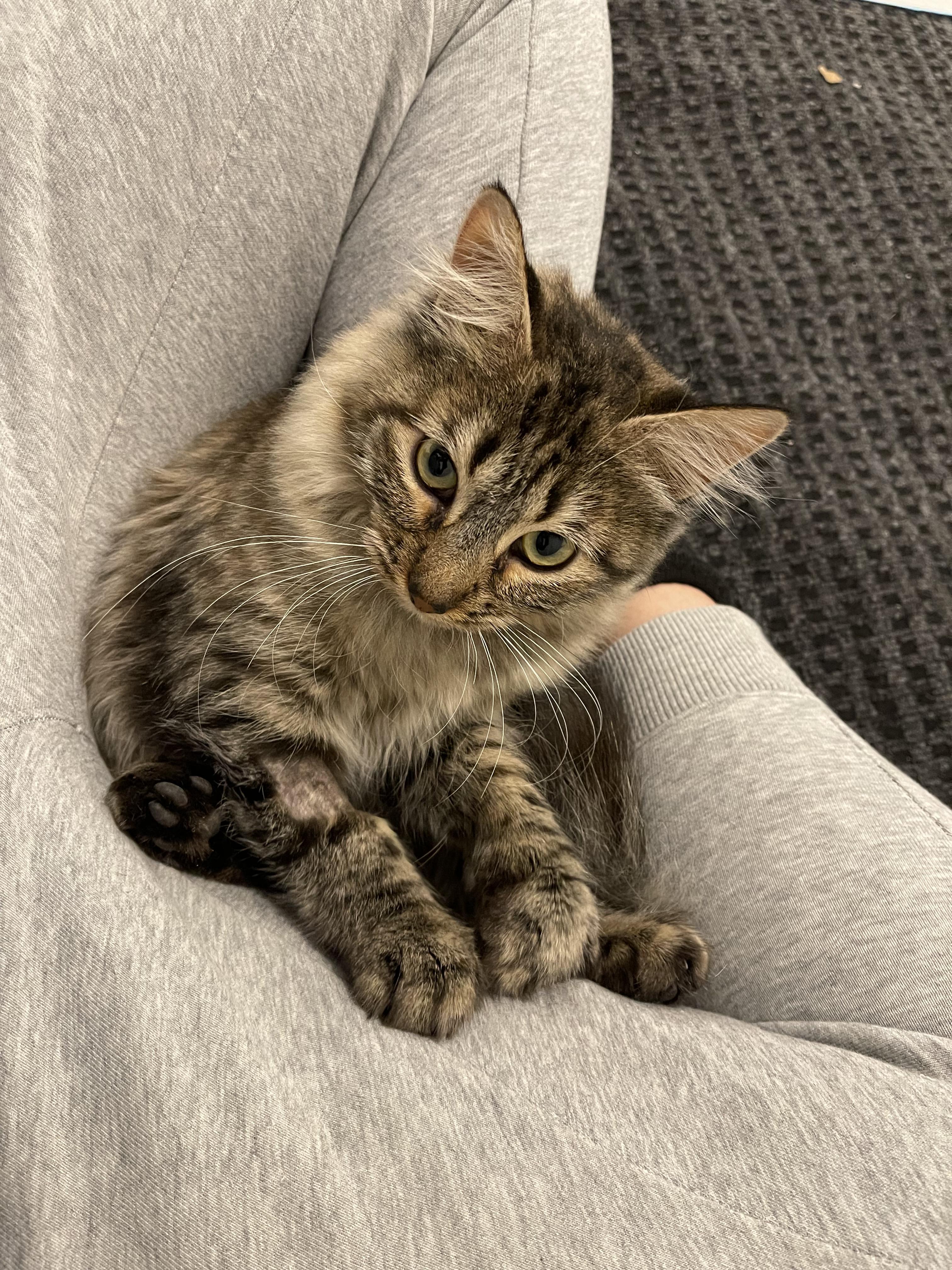 Star, a Adoptable mixed breed in Pocatello, ID image 2/6