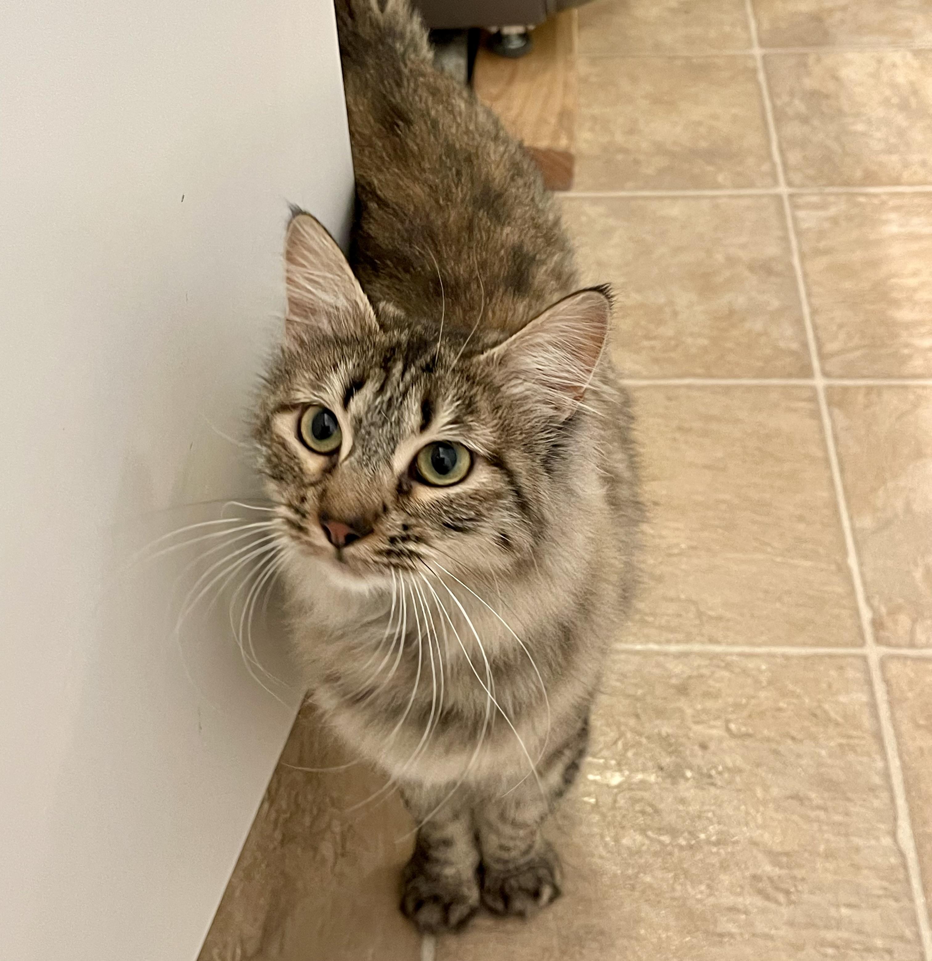 Star, a Adoptable mixed breed in Pocatello, ID image 1/6