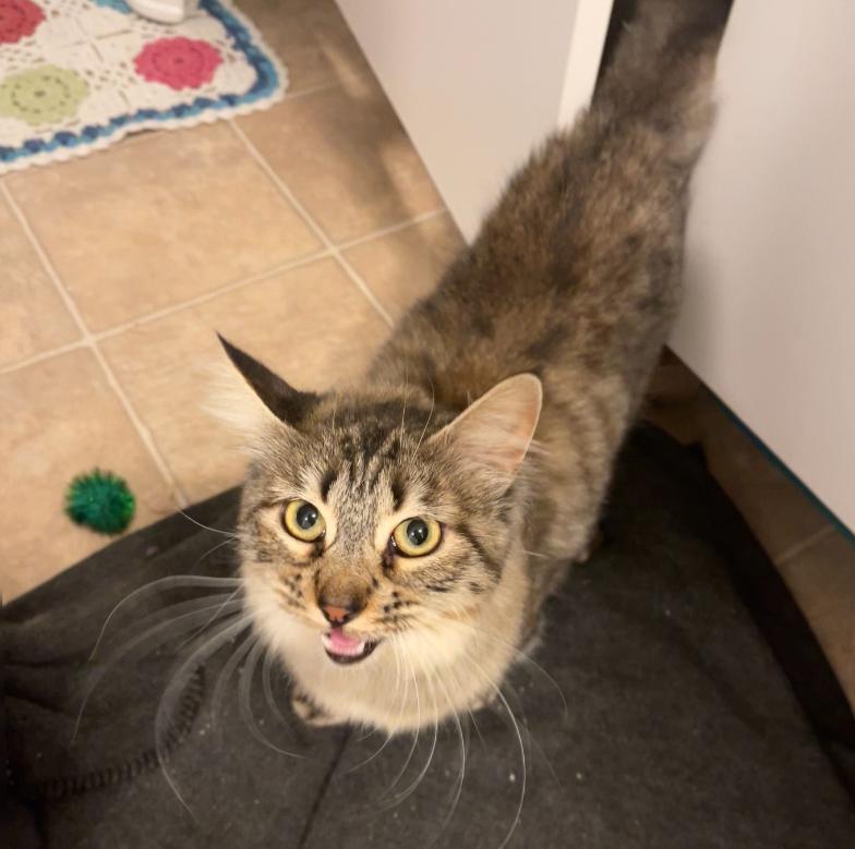 Star, a Adoptable mixed breed in Pocatello, ID image 4/6