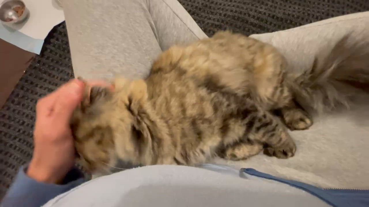 Enlarge Star, a Adoptable mixed breed in Pocatello, ID video 6/6