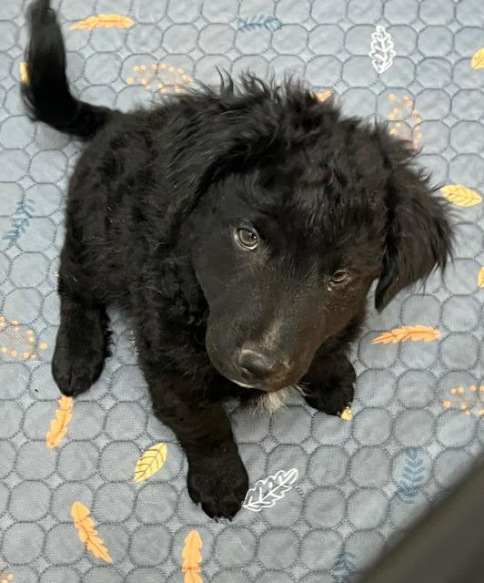 Enlarge Willie, a Adoptable mixed breed in Manchester, TN image 1/1