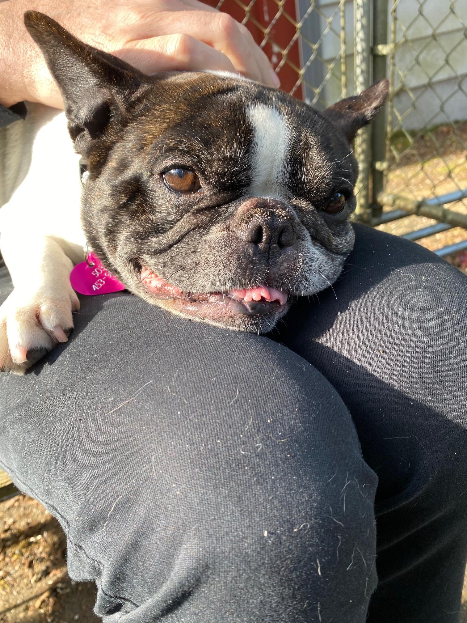 Butters, Adoptable, Adult Female French Bulldog.