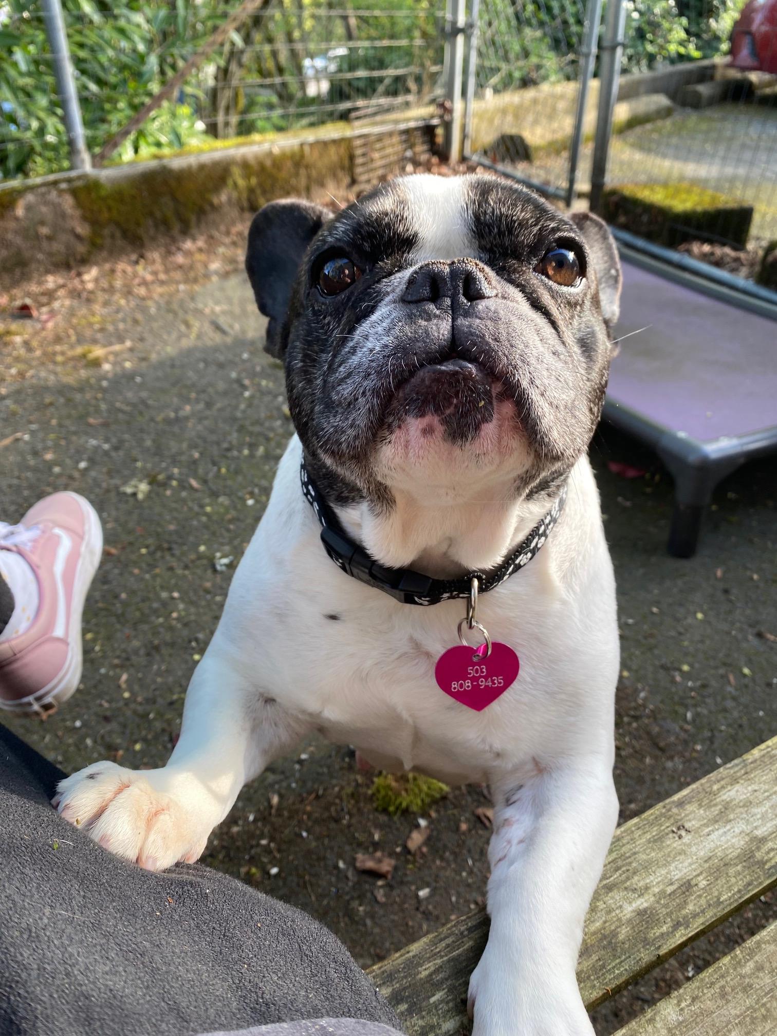 Butters, a Adoptable French Bulldog in Portland, OR image 2/6