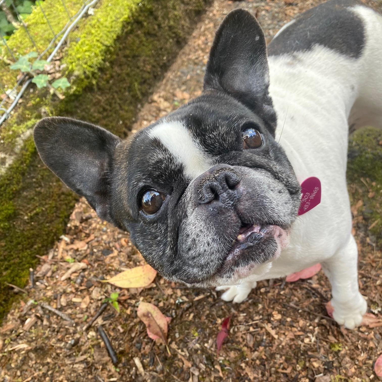 Butters, a Adoptable French Bulldog in Portland, OR image 3/6