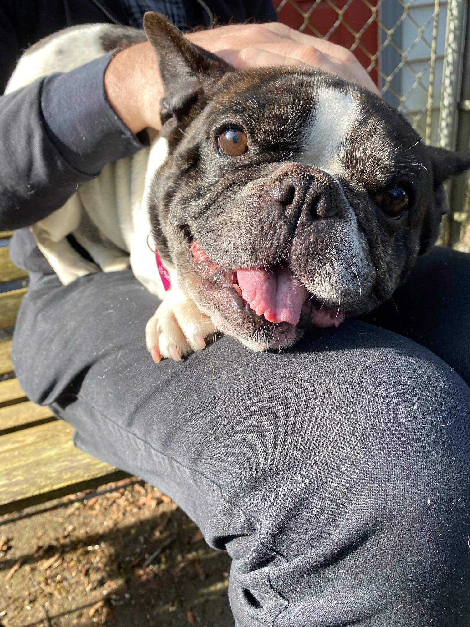Butters, a Adoptable French Bulldog in Portland, OR image 4/6