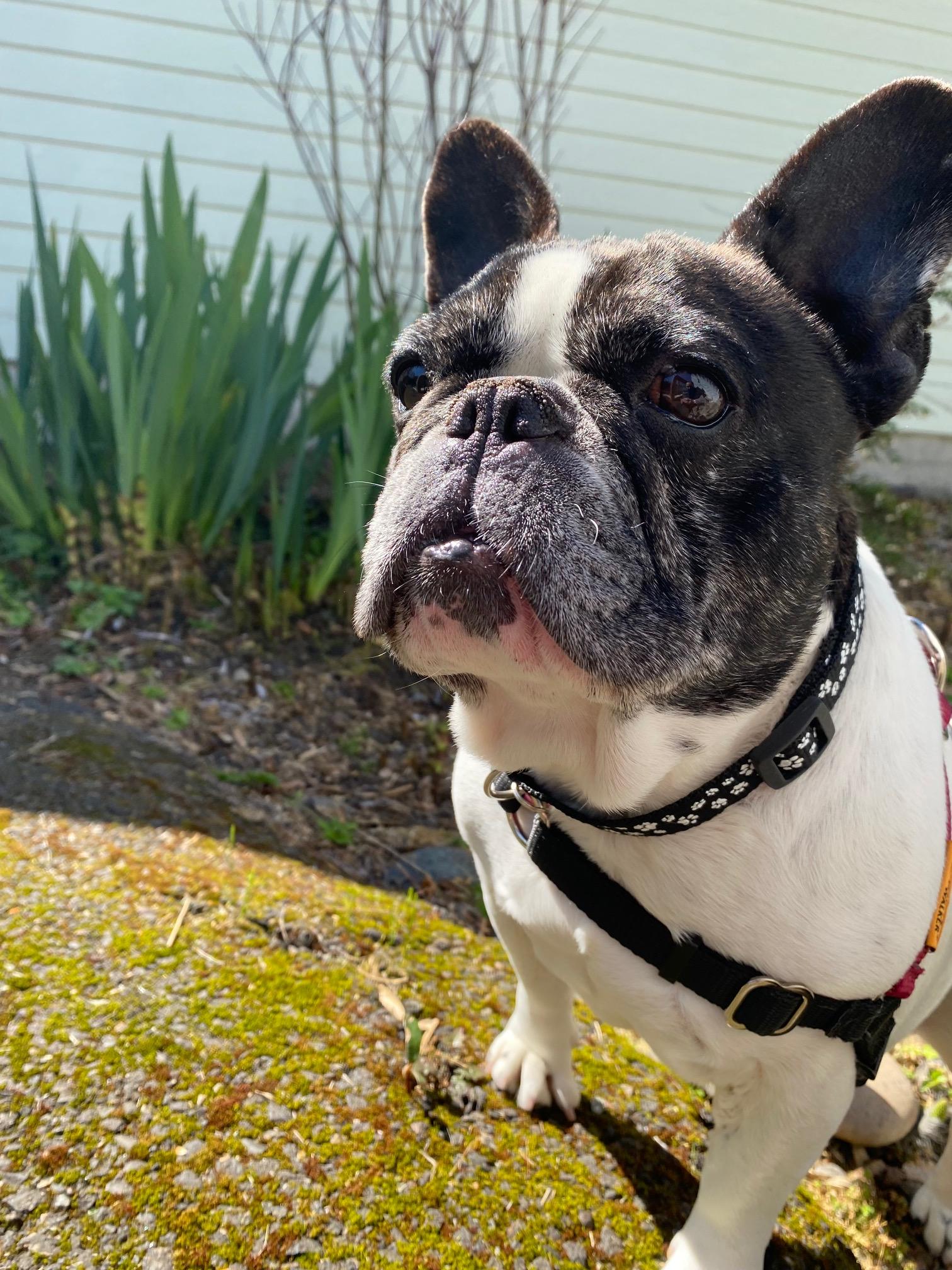 Butters, a Adoptable French Bulldog in Portland, OR image 5/6