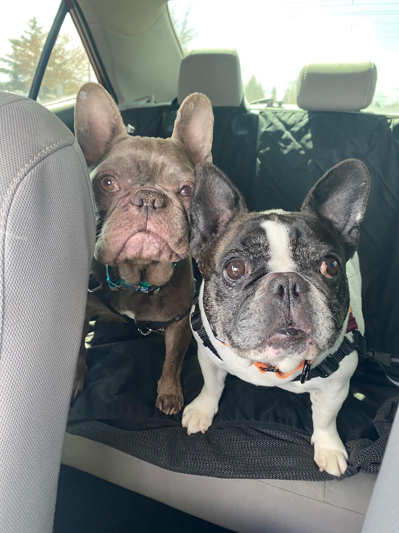 Butters, a Adoptable French Bulldog in Portland, OR image 6/6