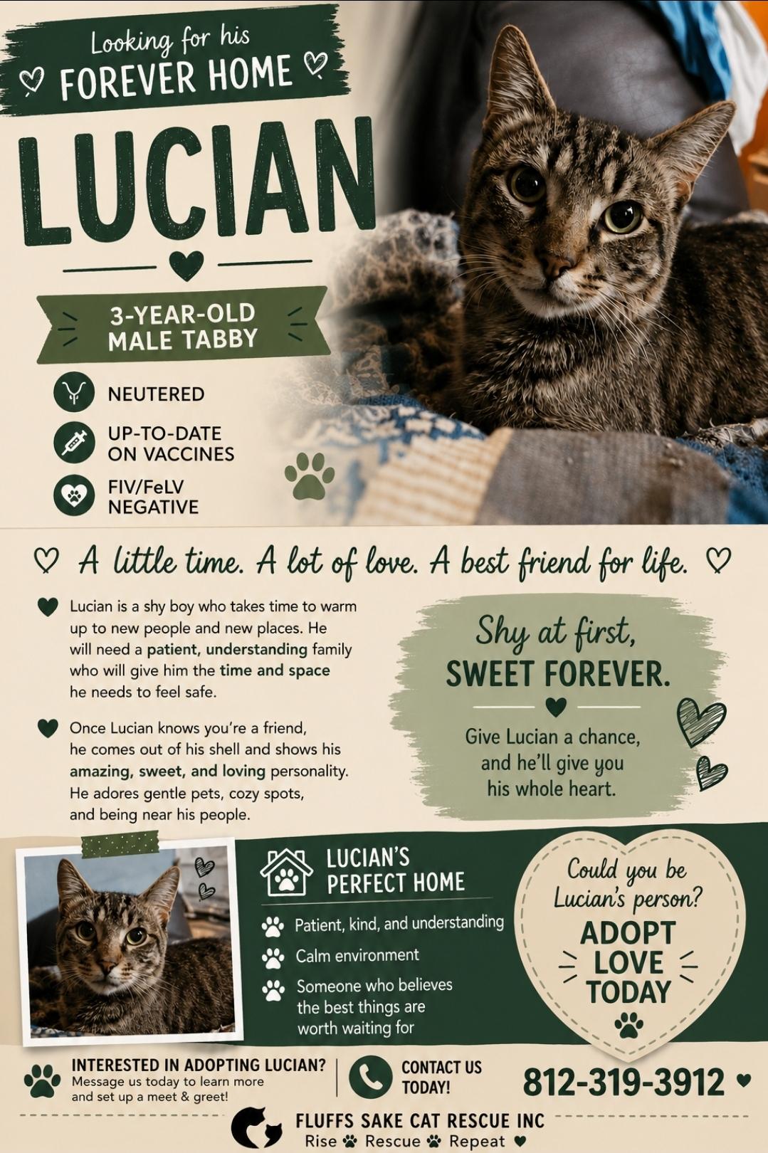Enlarge Lucian, a ADOPTABLE Domestic Short Hair in Central City, KY image 1/1