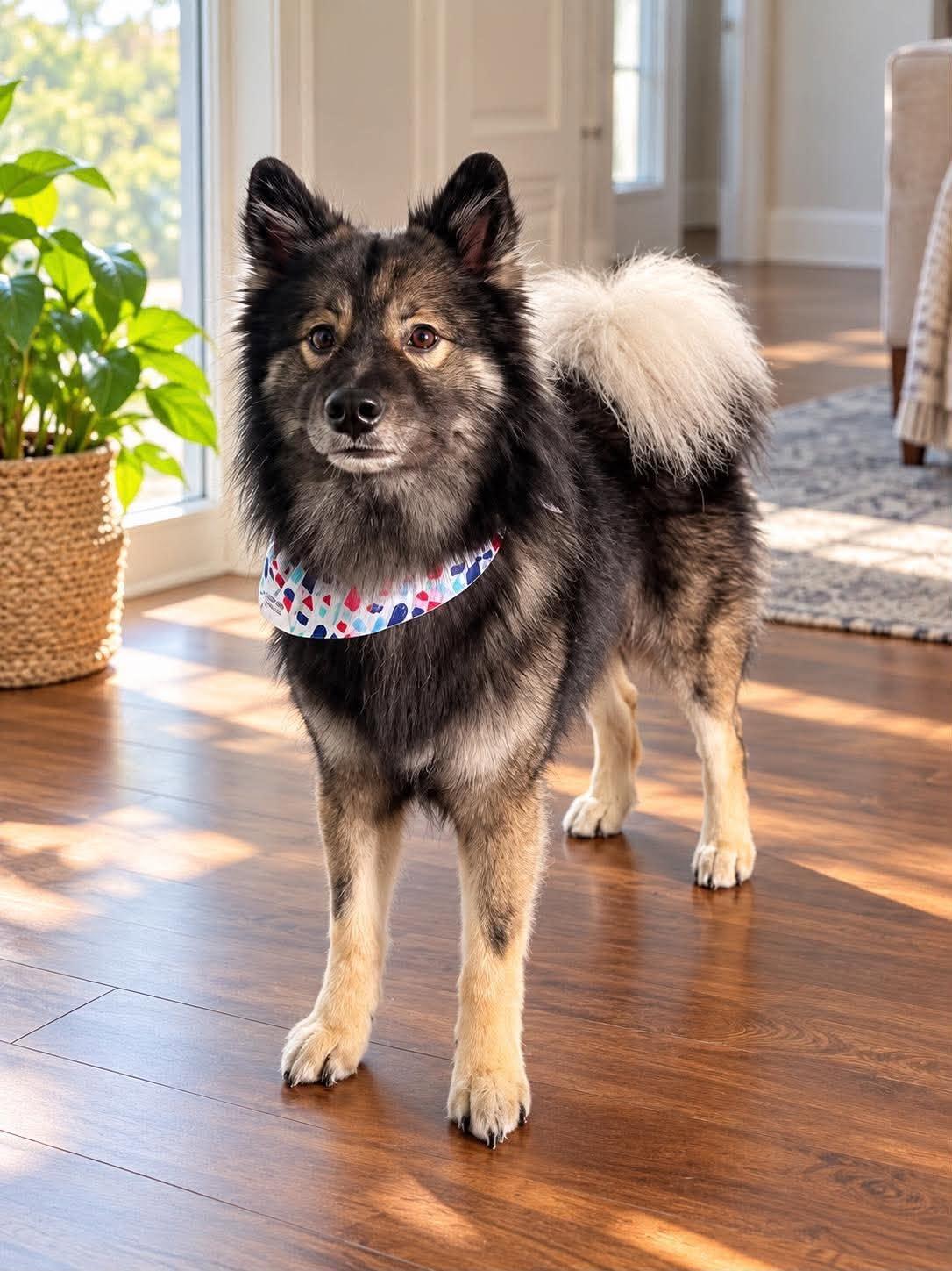 Enlarge Toast, a Adopted mixed breed in Allen, TX image 1/5