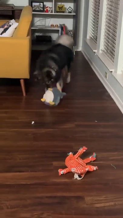 Enlarge Toast, a Adopted mixed breed in Allen, TX video 4/5
