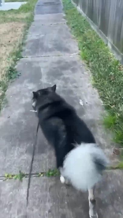 Enlarge Toast, a Adopted mixed breed in Allen, TX video 5/5