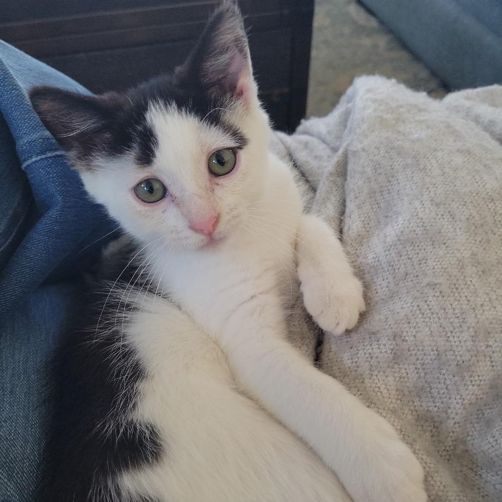 Enlarge Panda, a Adoptable Domestic Short Hair in Chesapeake, VA image 1/2
